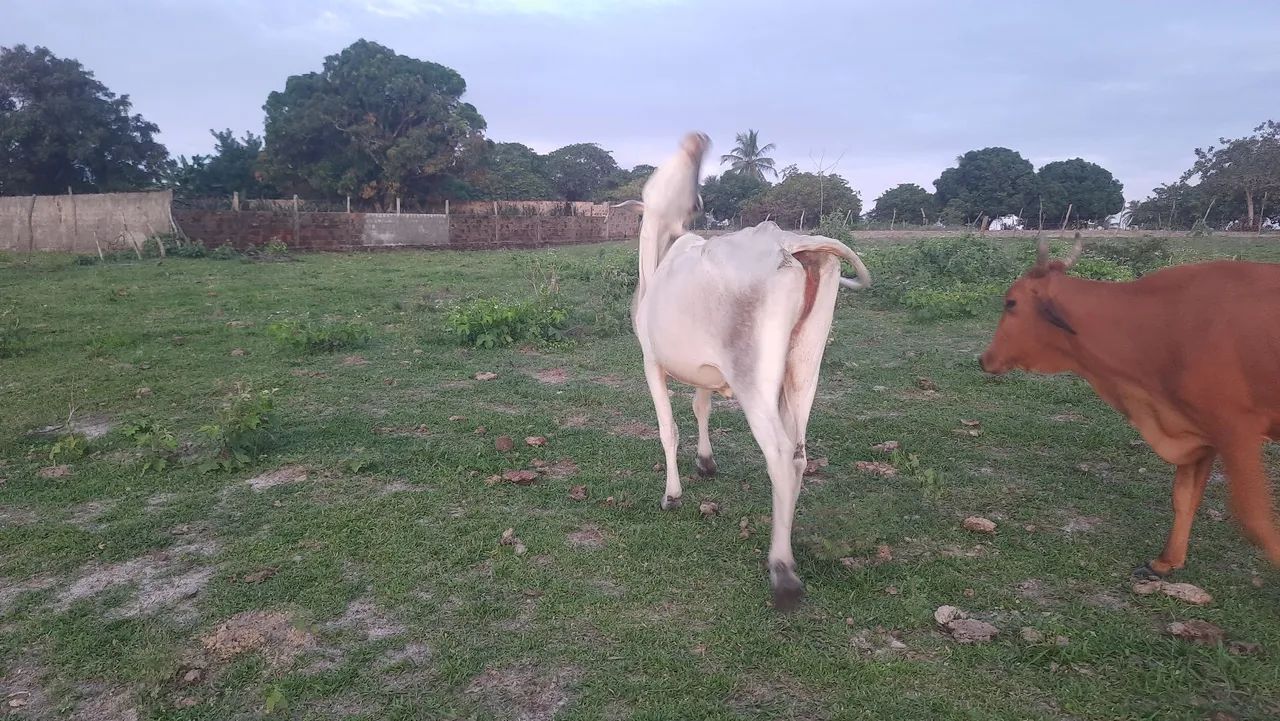 VACA NELORE COM TABAPUÃ PRA VENDER - Foto 2