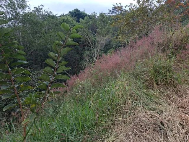 Chácara no Canaã com 1.900m² - Jambeiro - SP - Foto 2