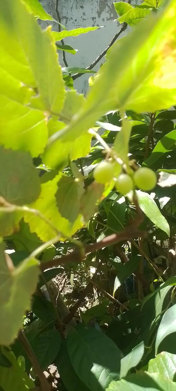 Mudas de banana da terra , parreira e cacau - Foto 5