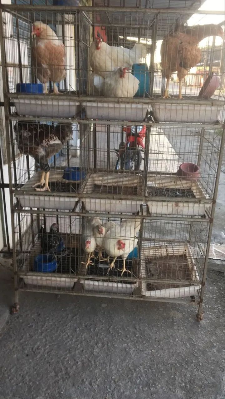 Vendo uma loja de ração. - Foto 4