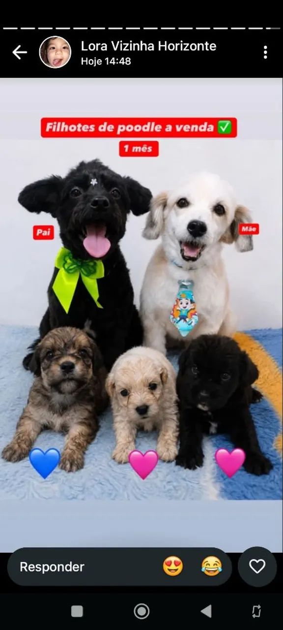 Cachorros