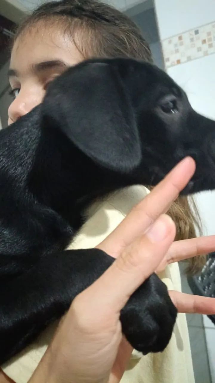 Cachorra fêmea  - Foto 2