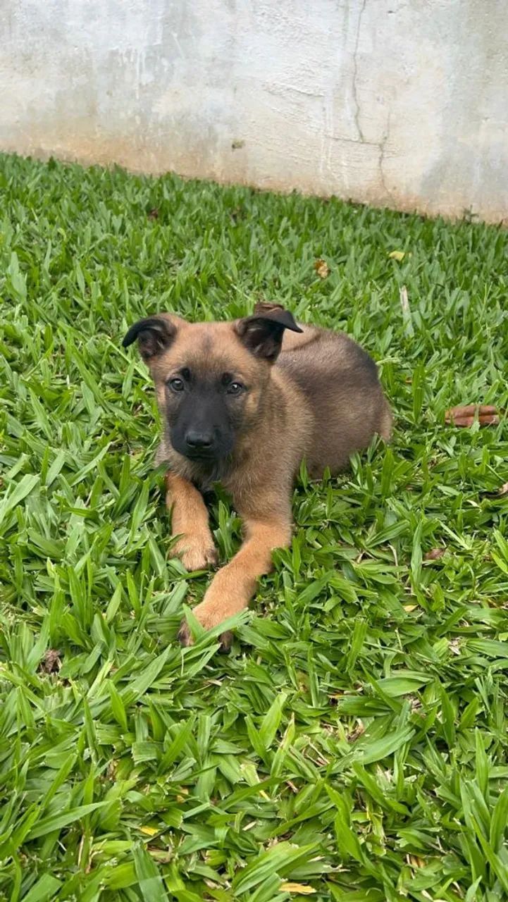 Filhotes de Pastor Belga Malinois  - Foto 2