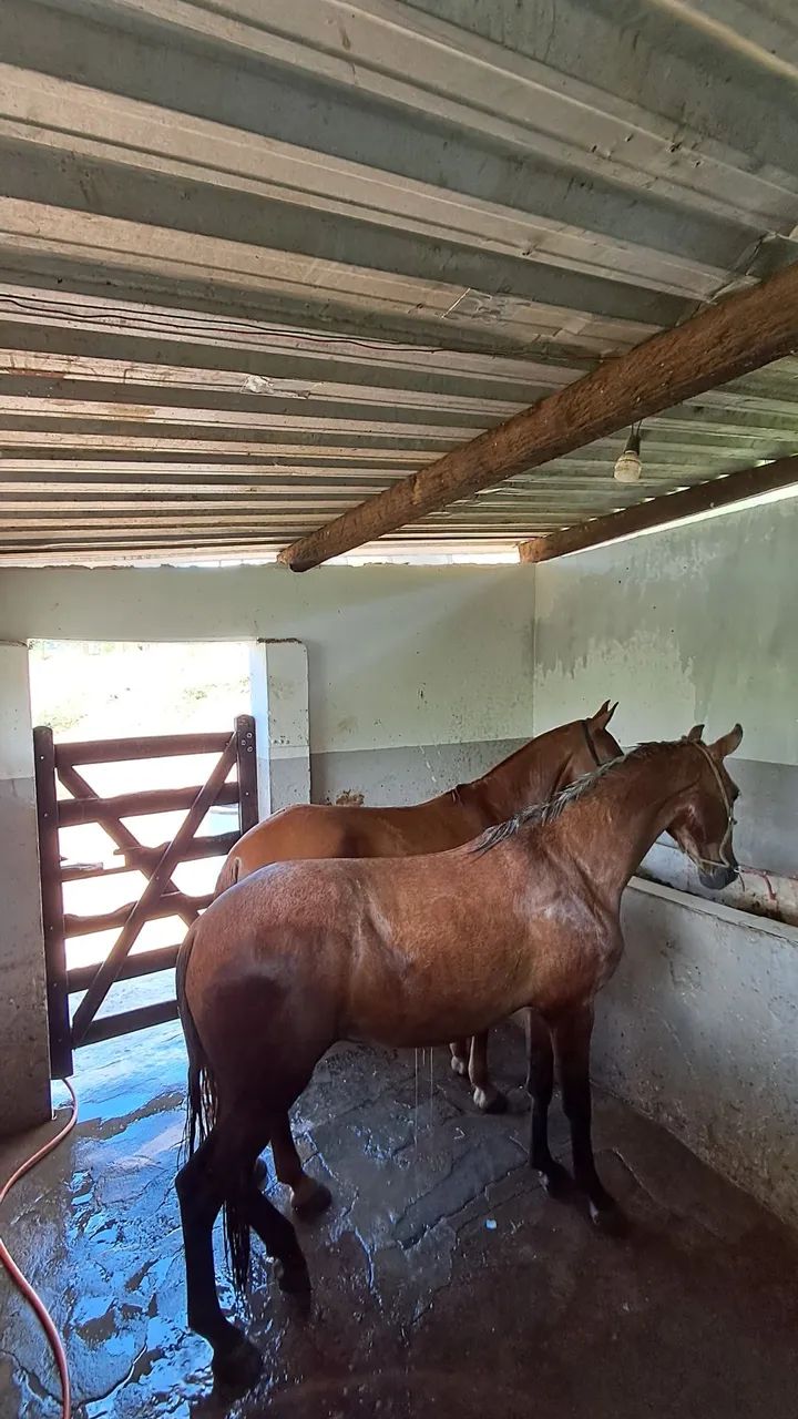 Cavalo 3,000