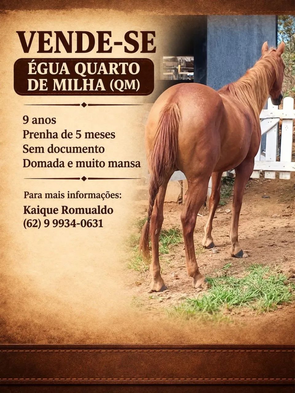 Vendo égua QM  - Foto 2