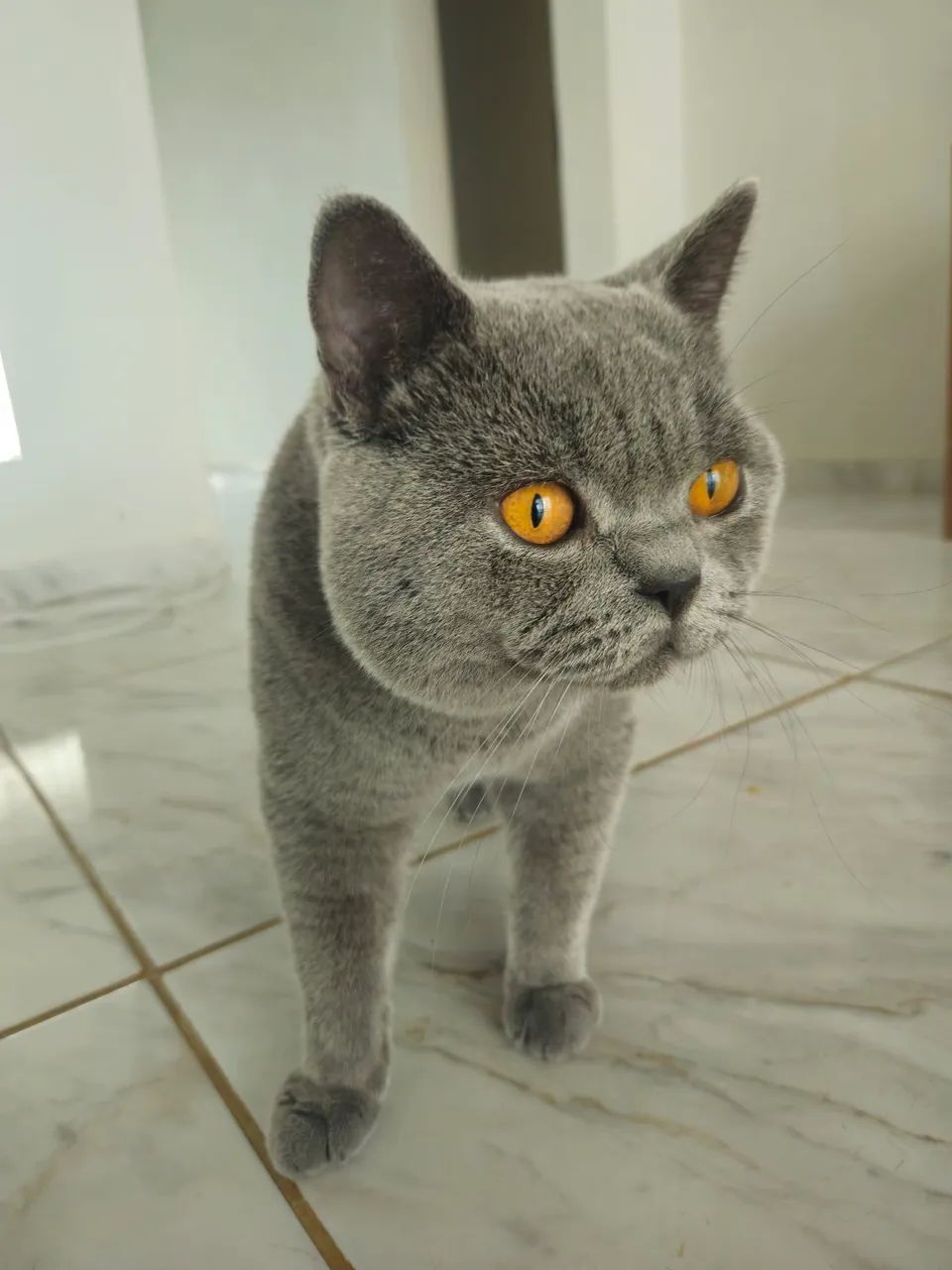 Filhotes de gato British shorthair 