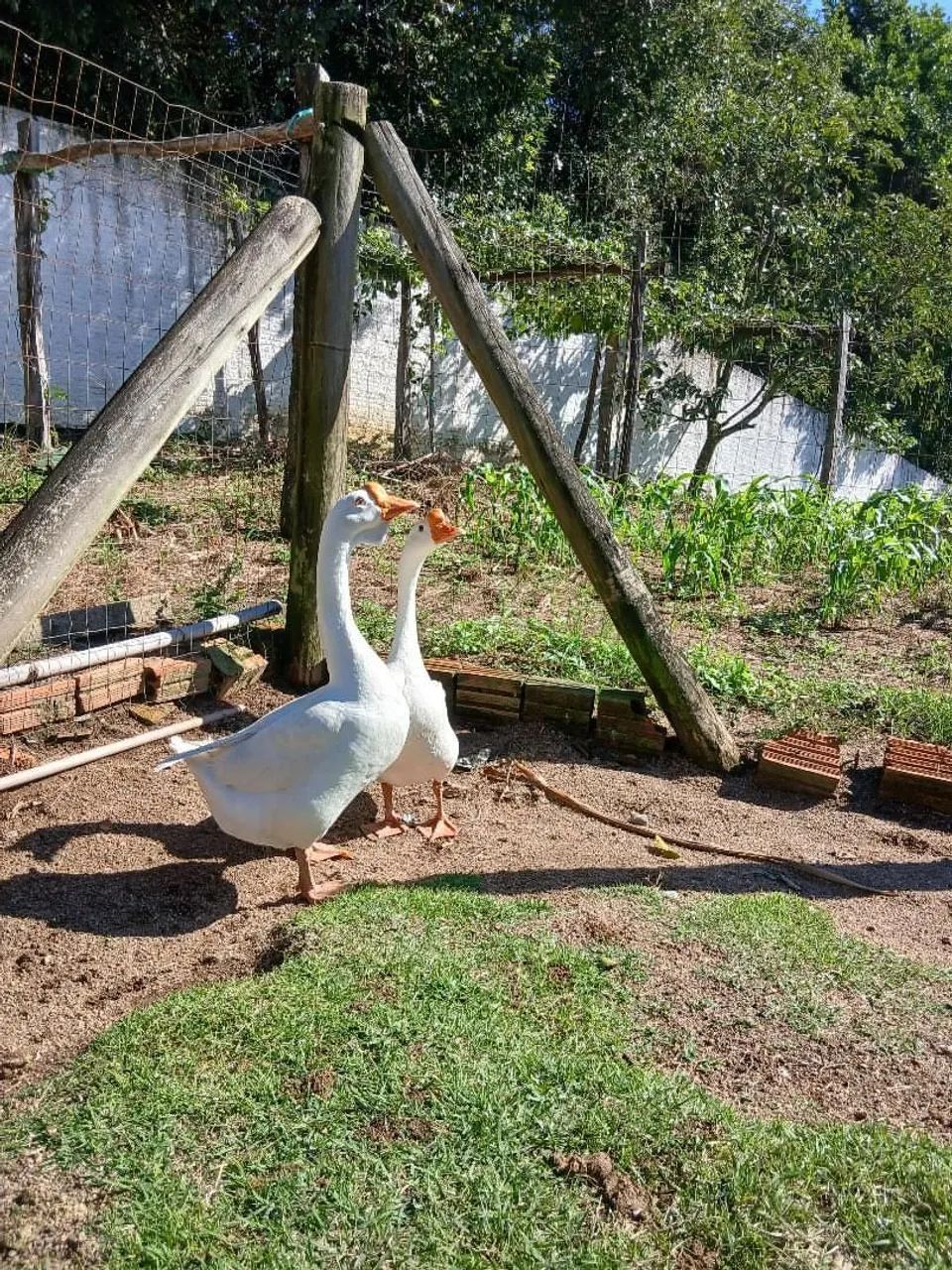 Vendo dois gansos machos - Foto 2