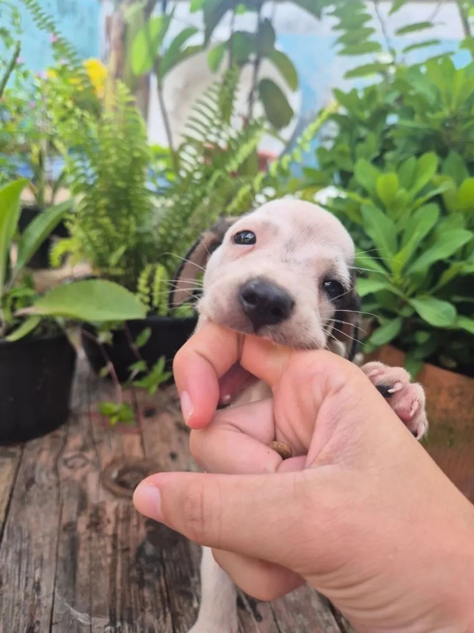 Doação de cachorrinhos - Foto 3
