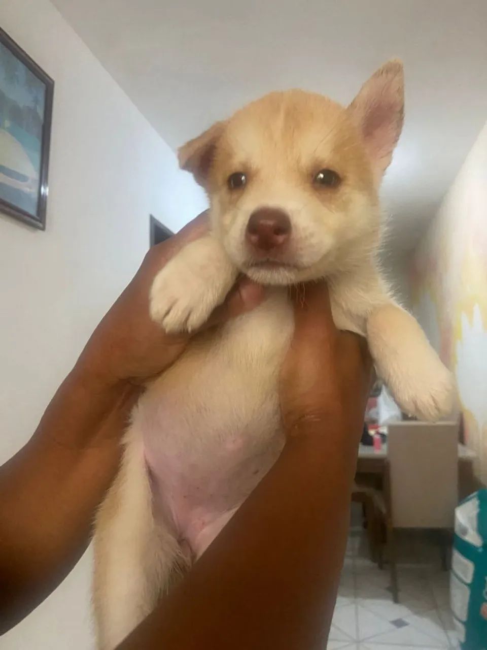 Filhotes de husky cm Akita  - Foto 3