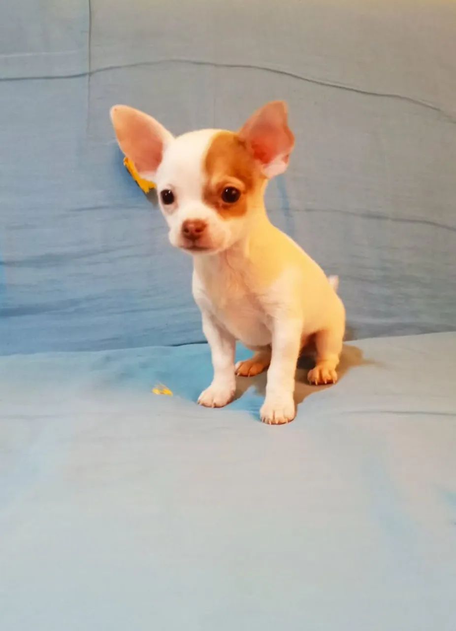 Chihuahua Macho - Foto 3