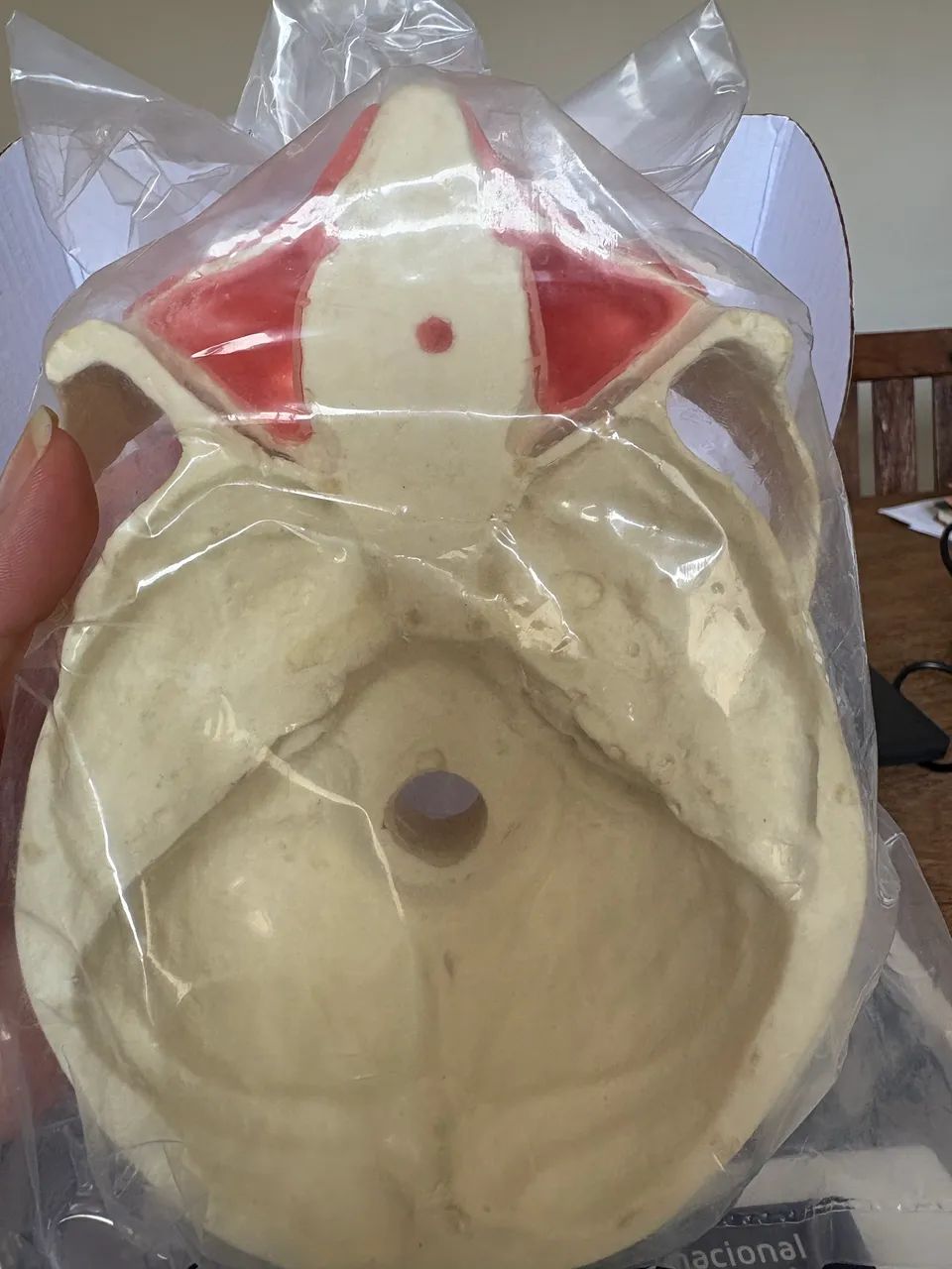 modelo anatômico odontológico da Nacional Ossos - Foto 5