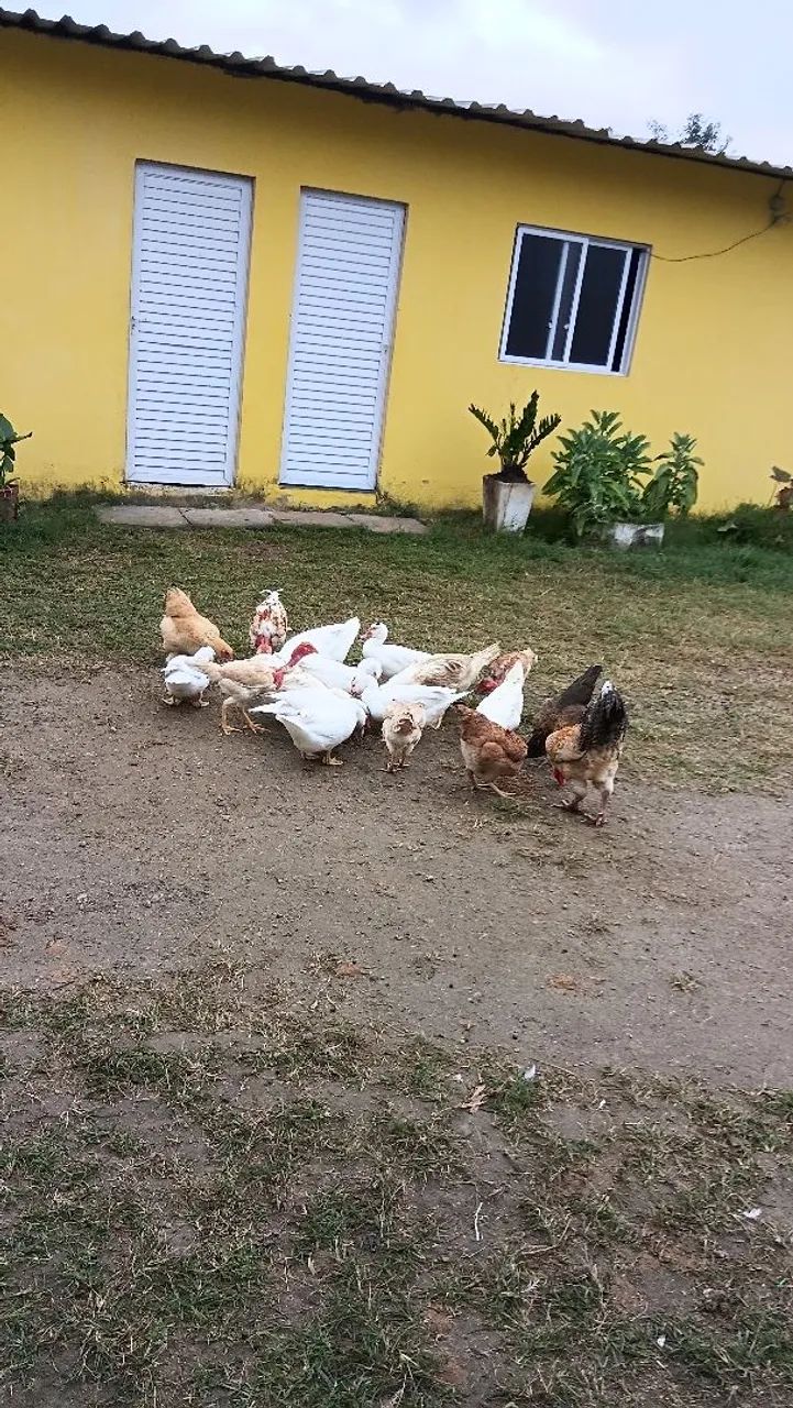 Patas - Foto 3