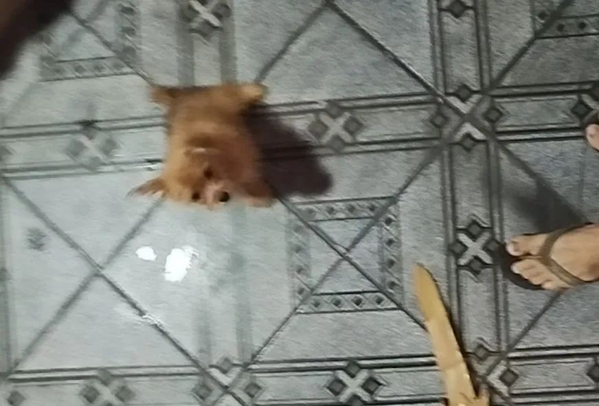 Cachorro filhote - Foto 3