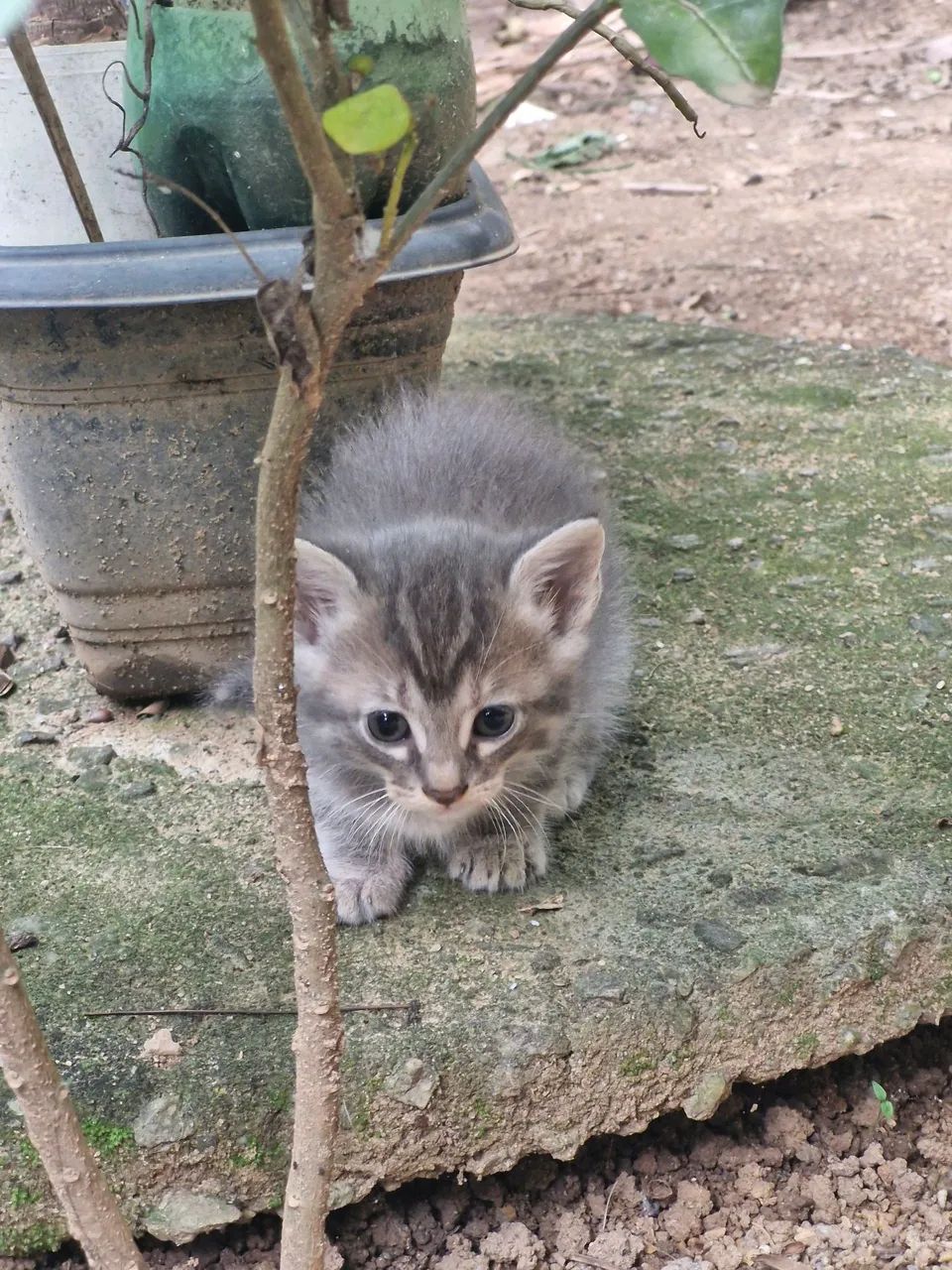 Gatinhas pra adoção  - Foto 3