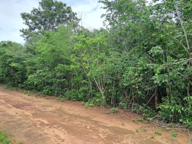 Terreno, com 1600m², excelente para chácara  - Foto 5