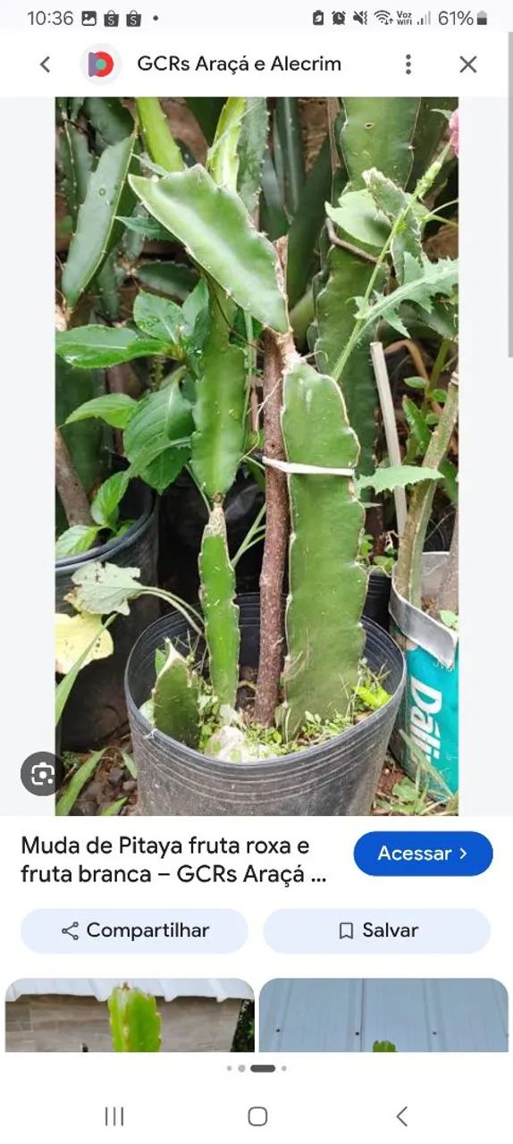 Vendo mudas de Pitaya Branca  - Foto 5