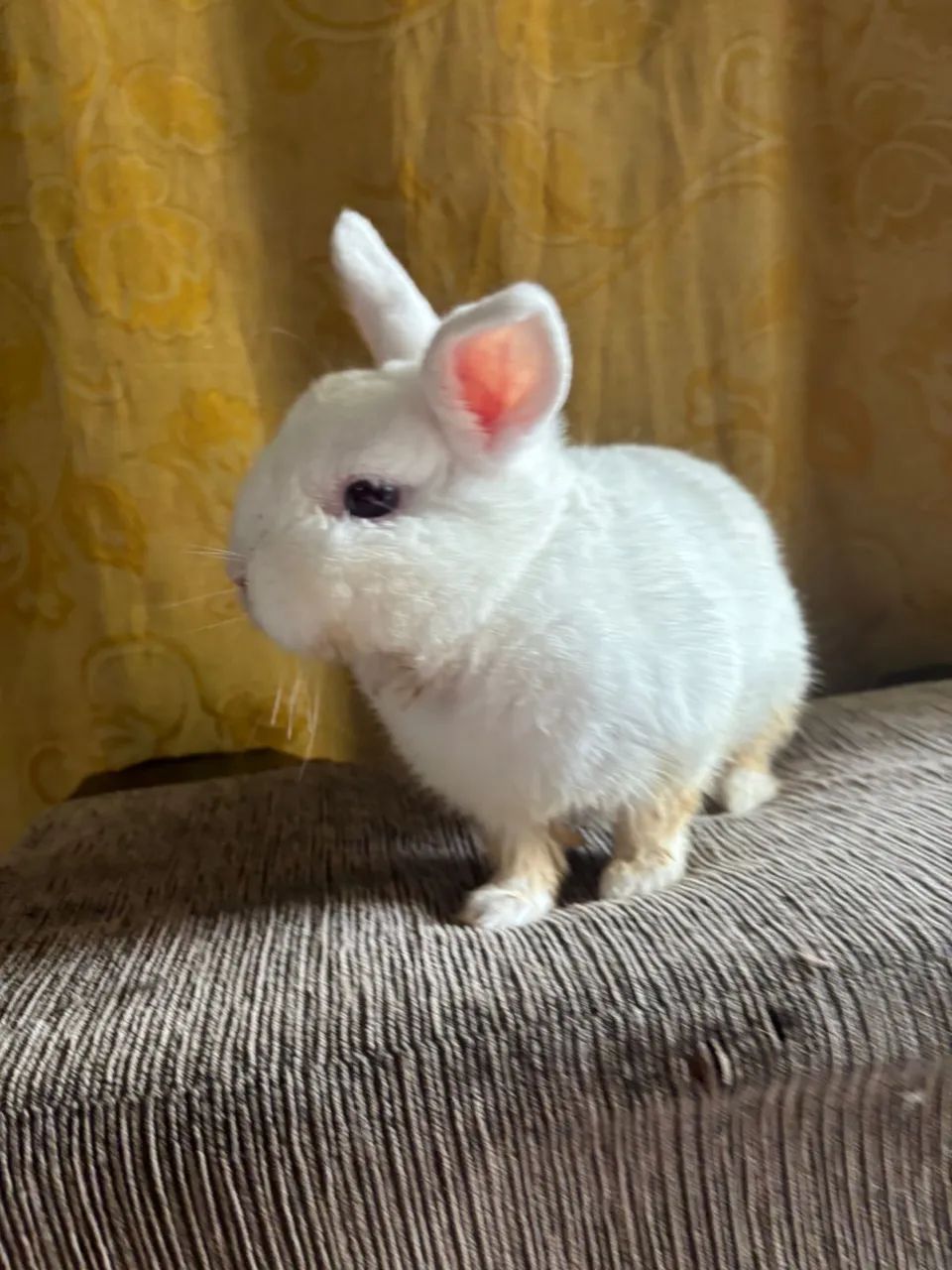 Coelhinhos fofinhos á venda!