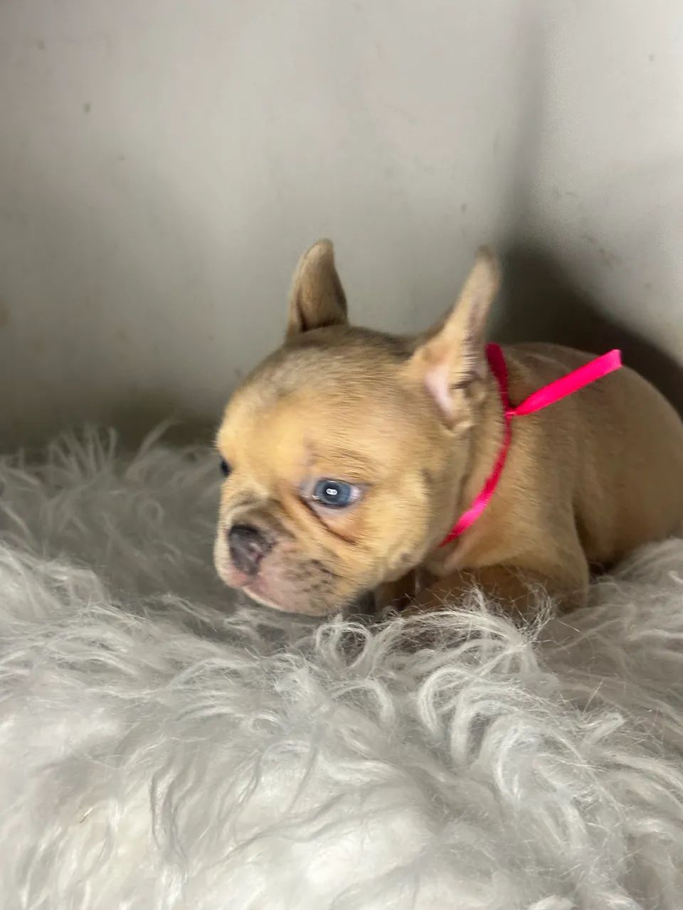 Buldogue francês  - Foto 4