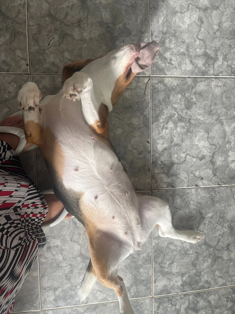 Vende-se beagle - Foto 3
