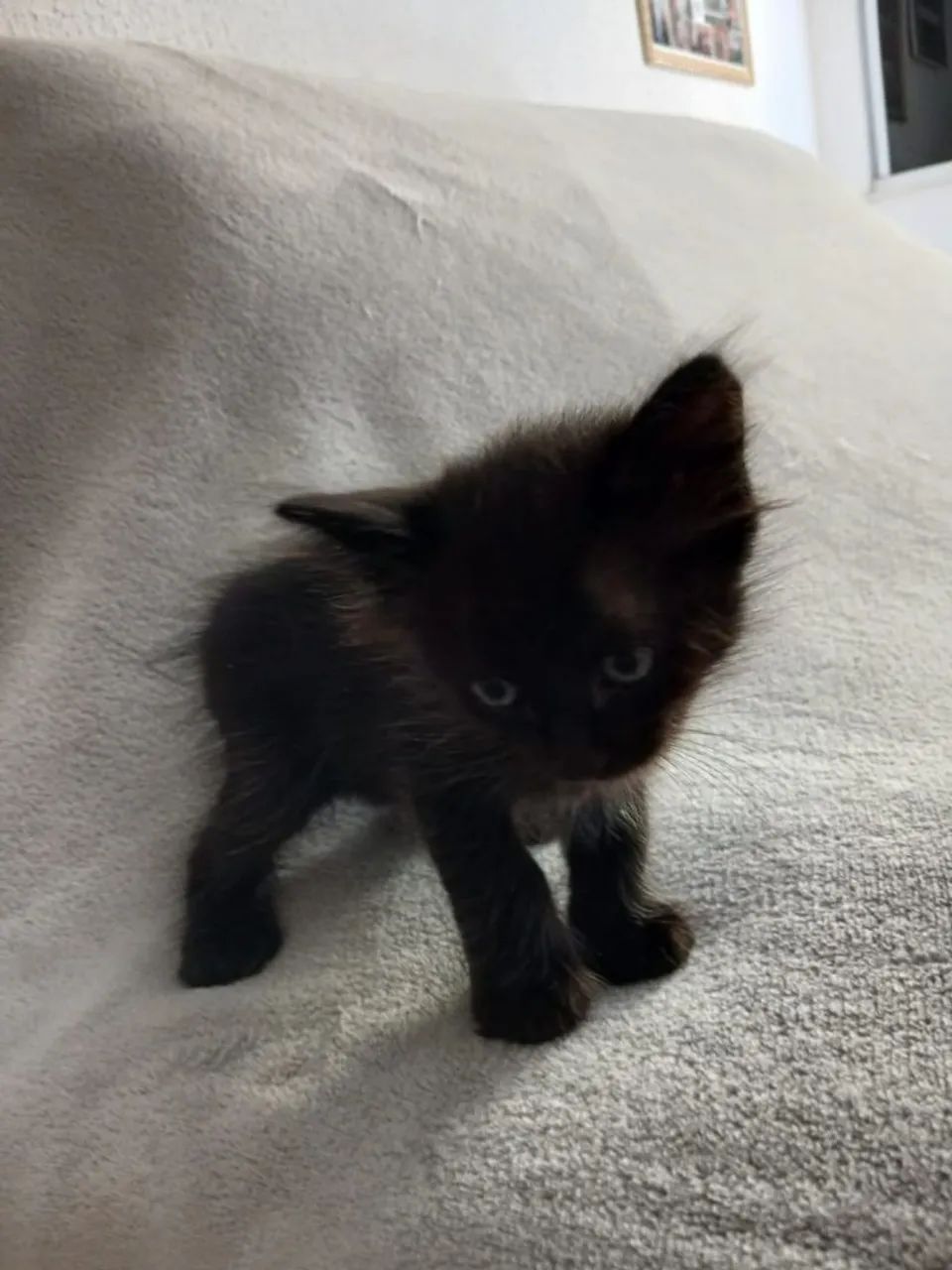 Doação de gatinhos - Foto 2