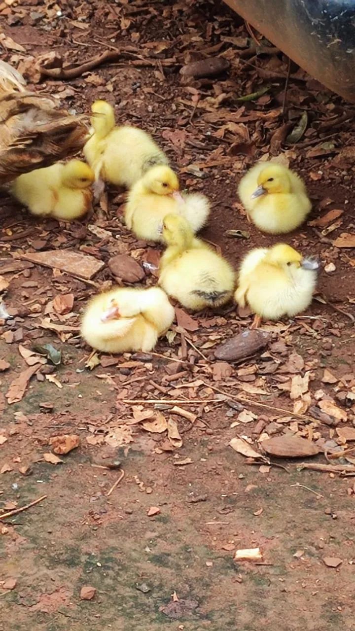 PATINHOS