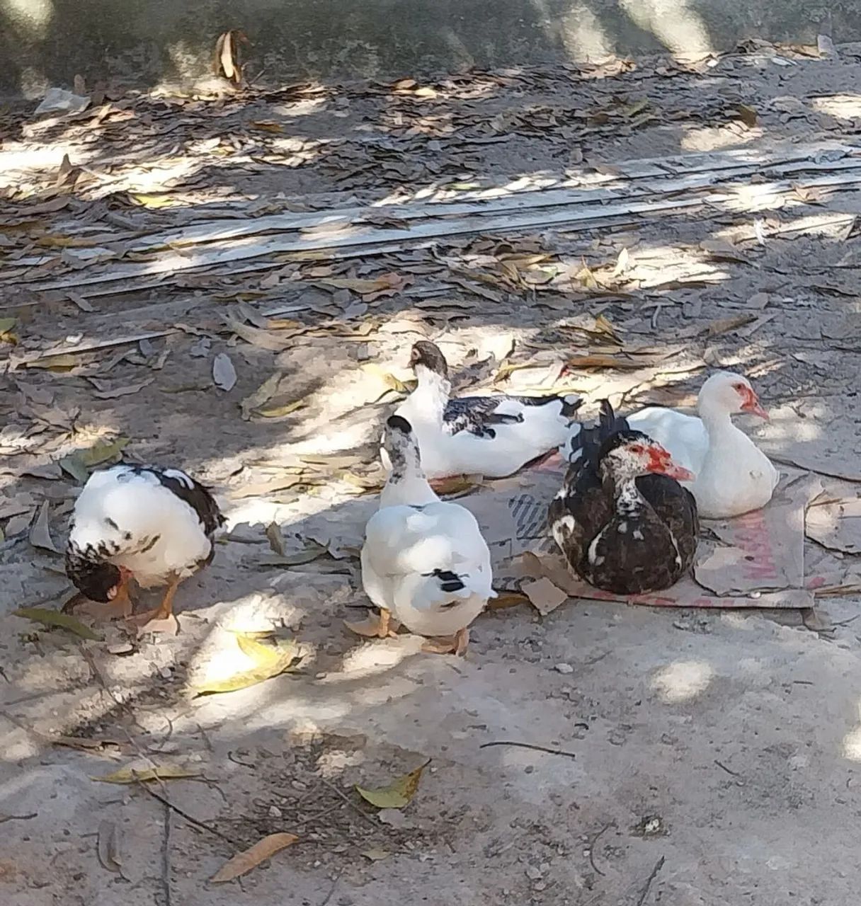 Patos