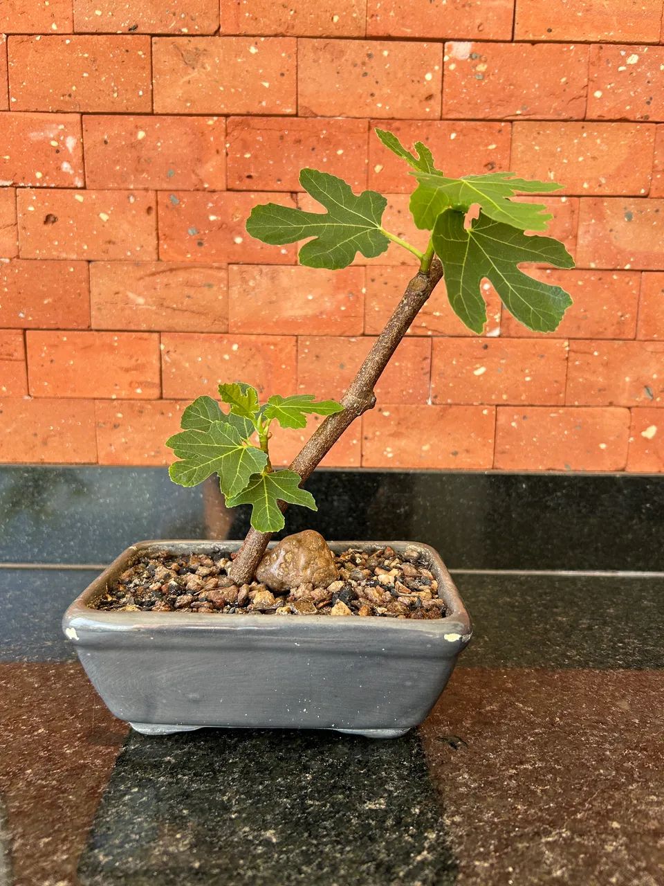 Bonsai figo - Foto 2