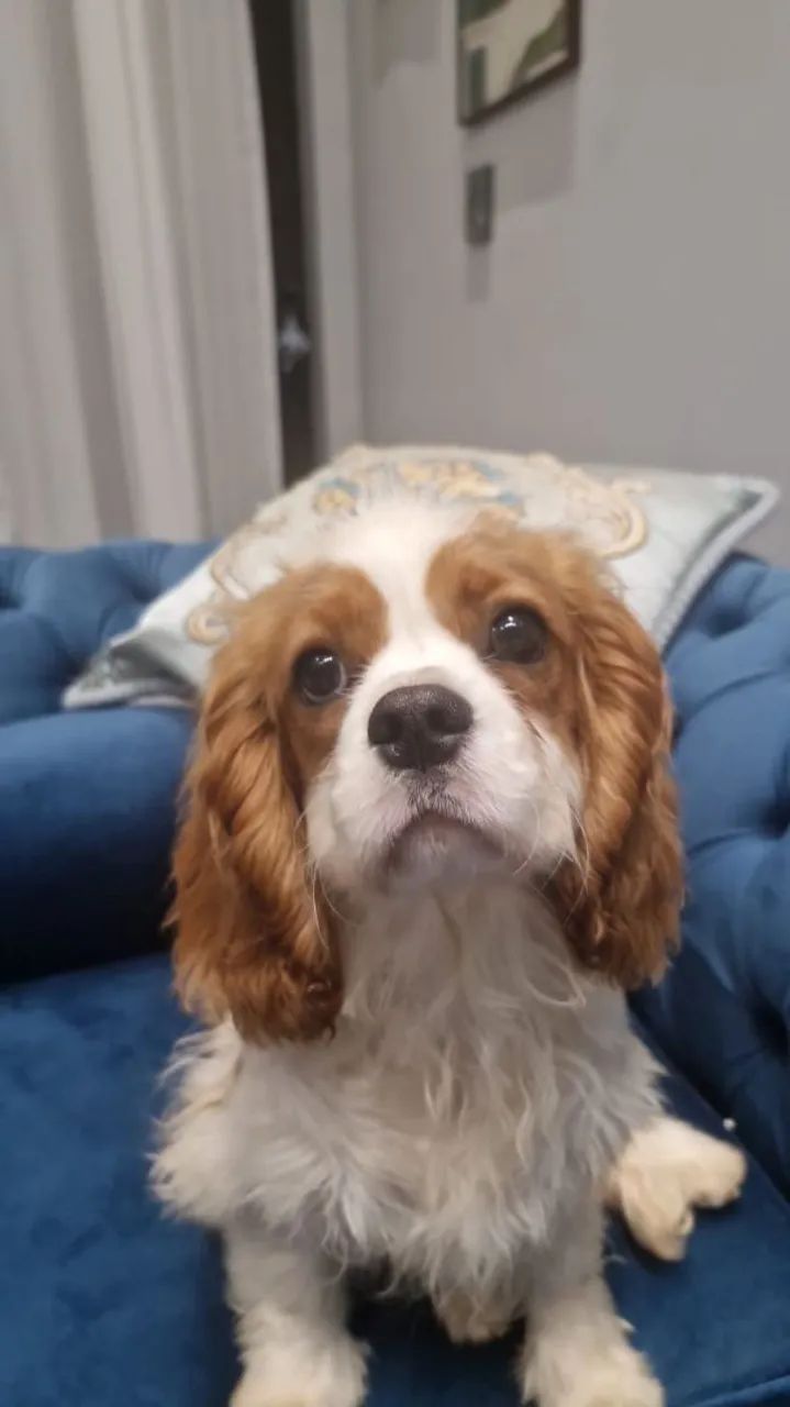 Vendo cachorro Cavalier King spaniel