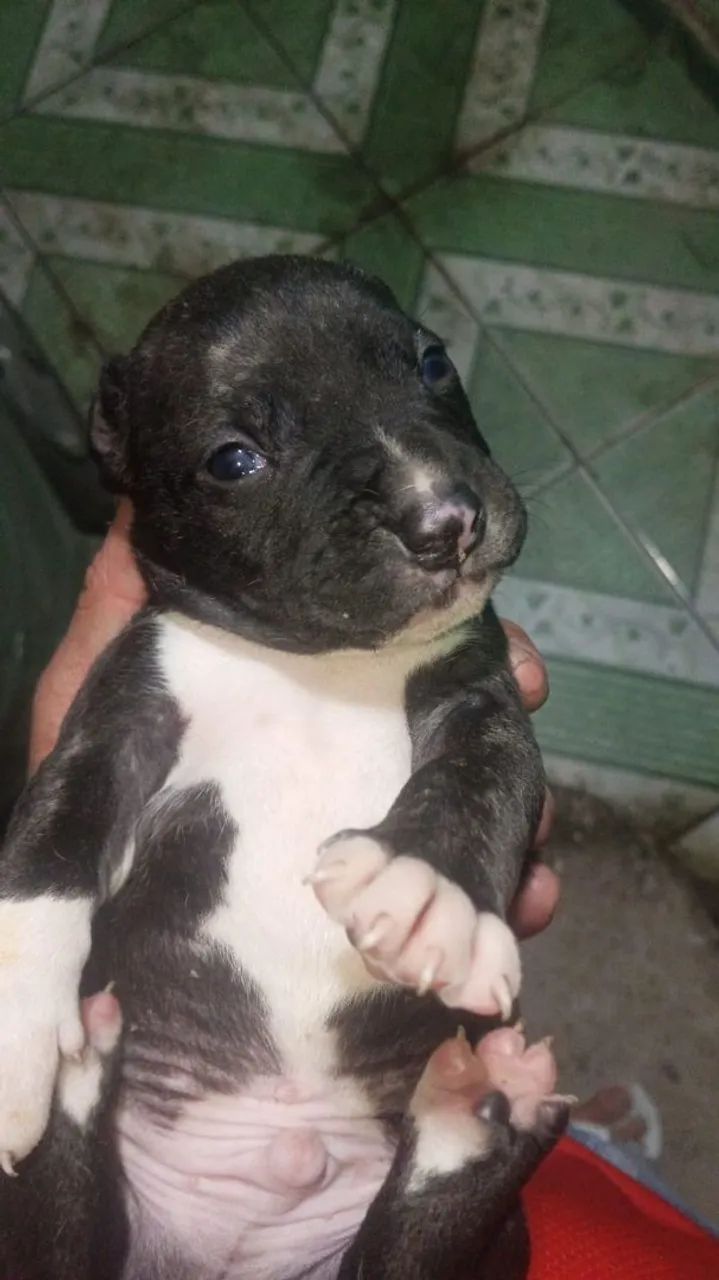 Vende-se Pitmonster 