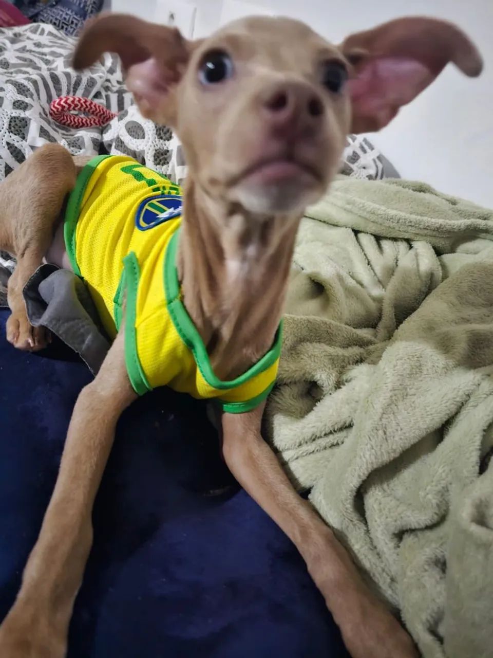 Roupinha Seleção Brasileira para Cachorro pequeno porte ? Camisa Pet Futebol ? - Foto 3