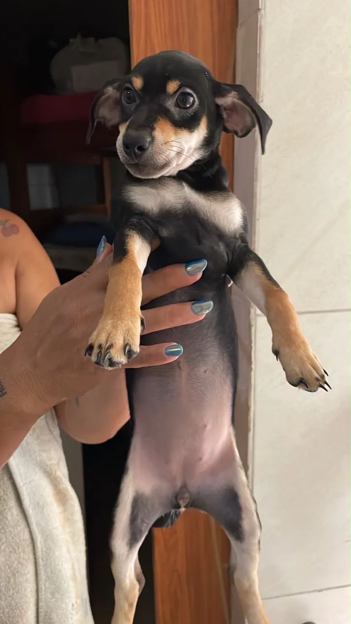 PINSCHER N1 - Foto 2