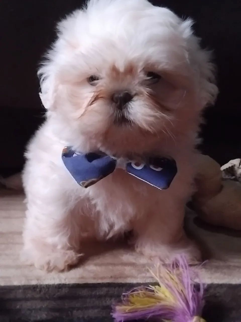 ShihTzu Macho  - Foto 2