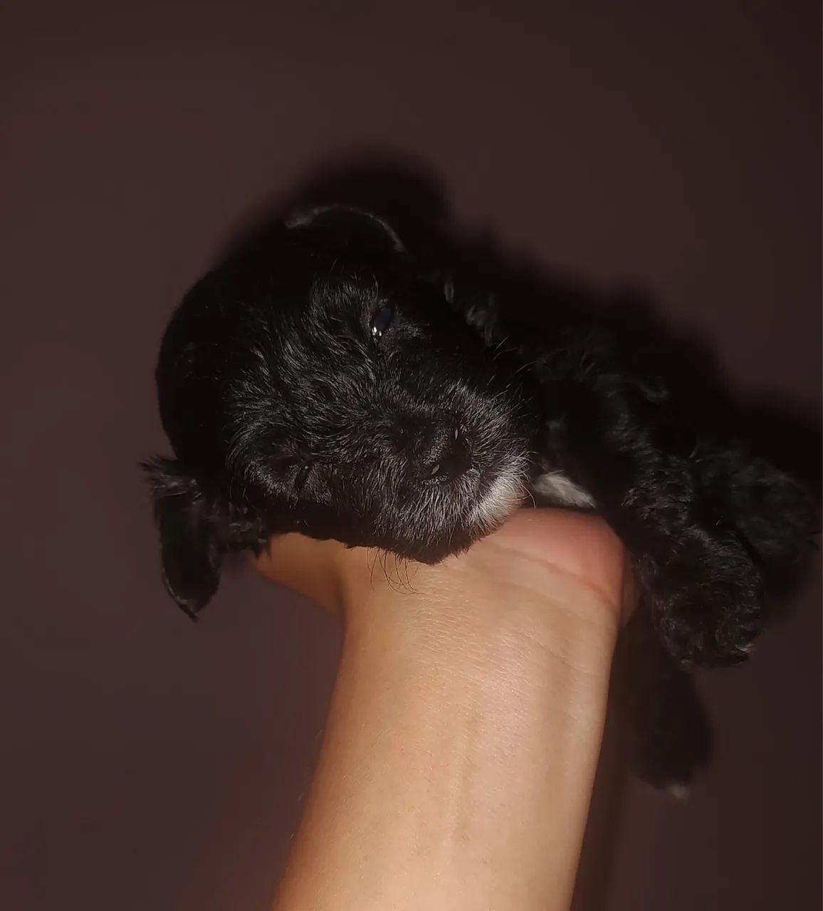 Poodle 