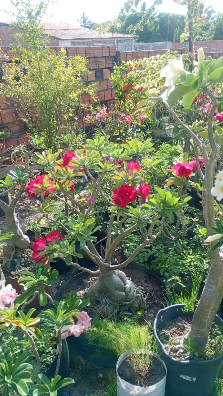 Rosa do deserto 