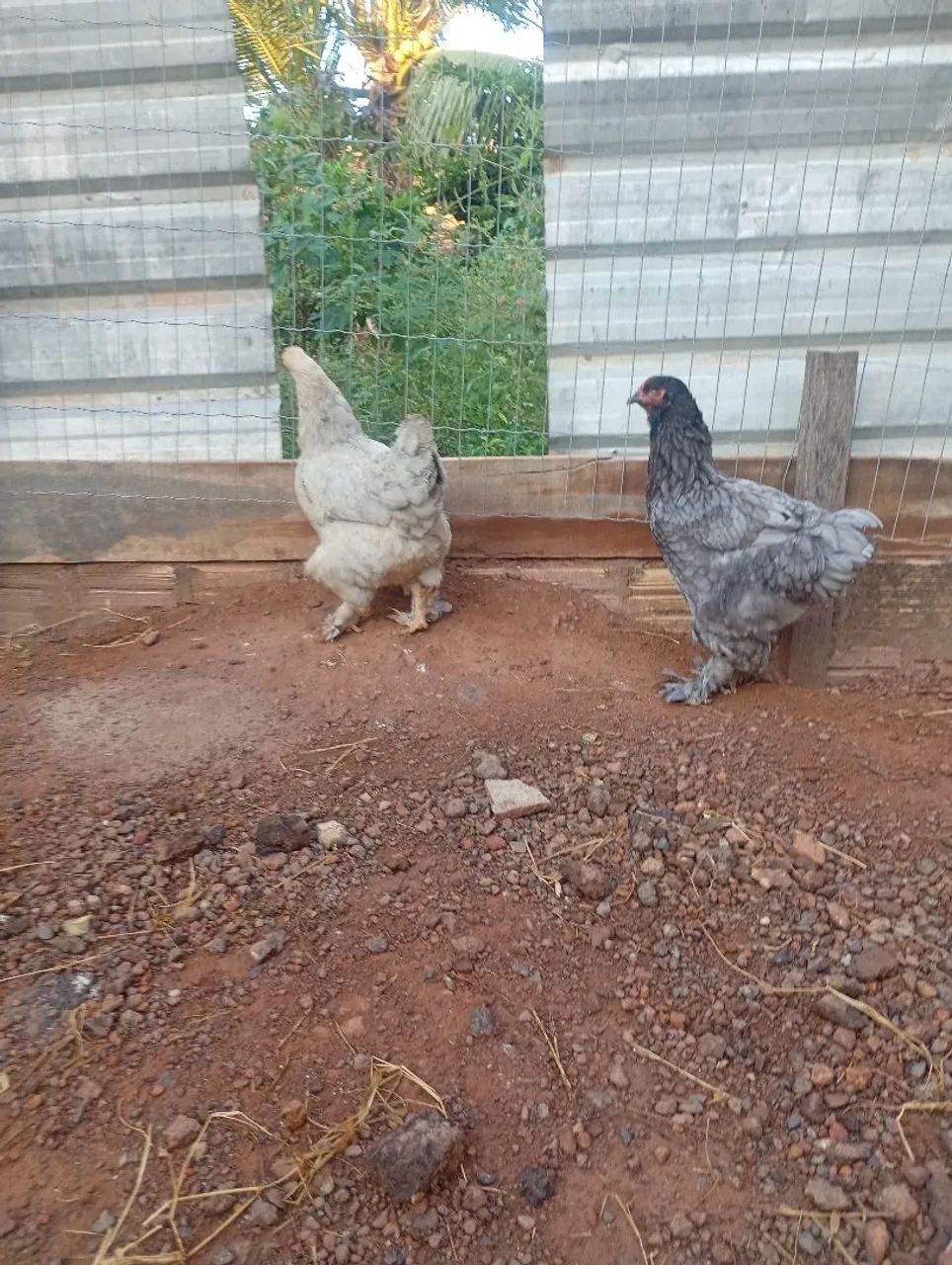 Frangos Brahma disponível 250$ - Foto 5