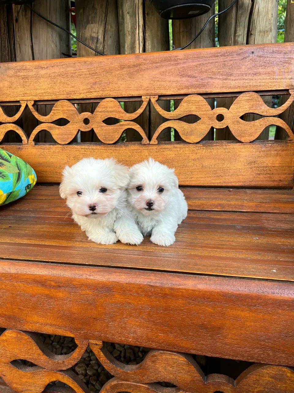 Maltês  macho e fêmea disponíveis!!!