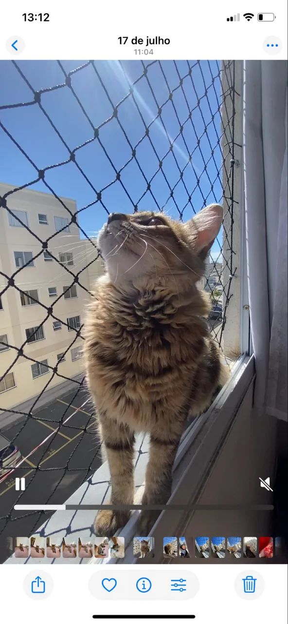 Gato - Foto 5