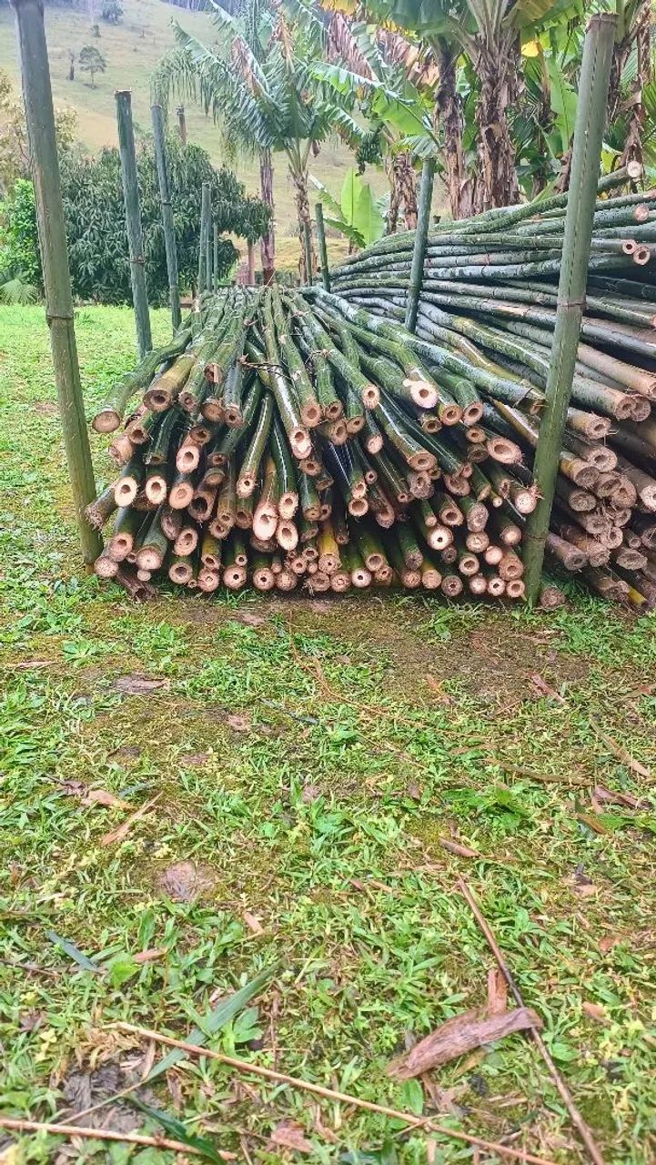 Vendo bambu verde 9mt comprimento  - Foto 3