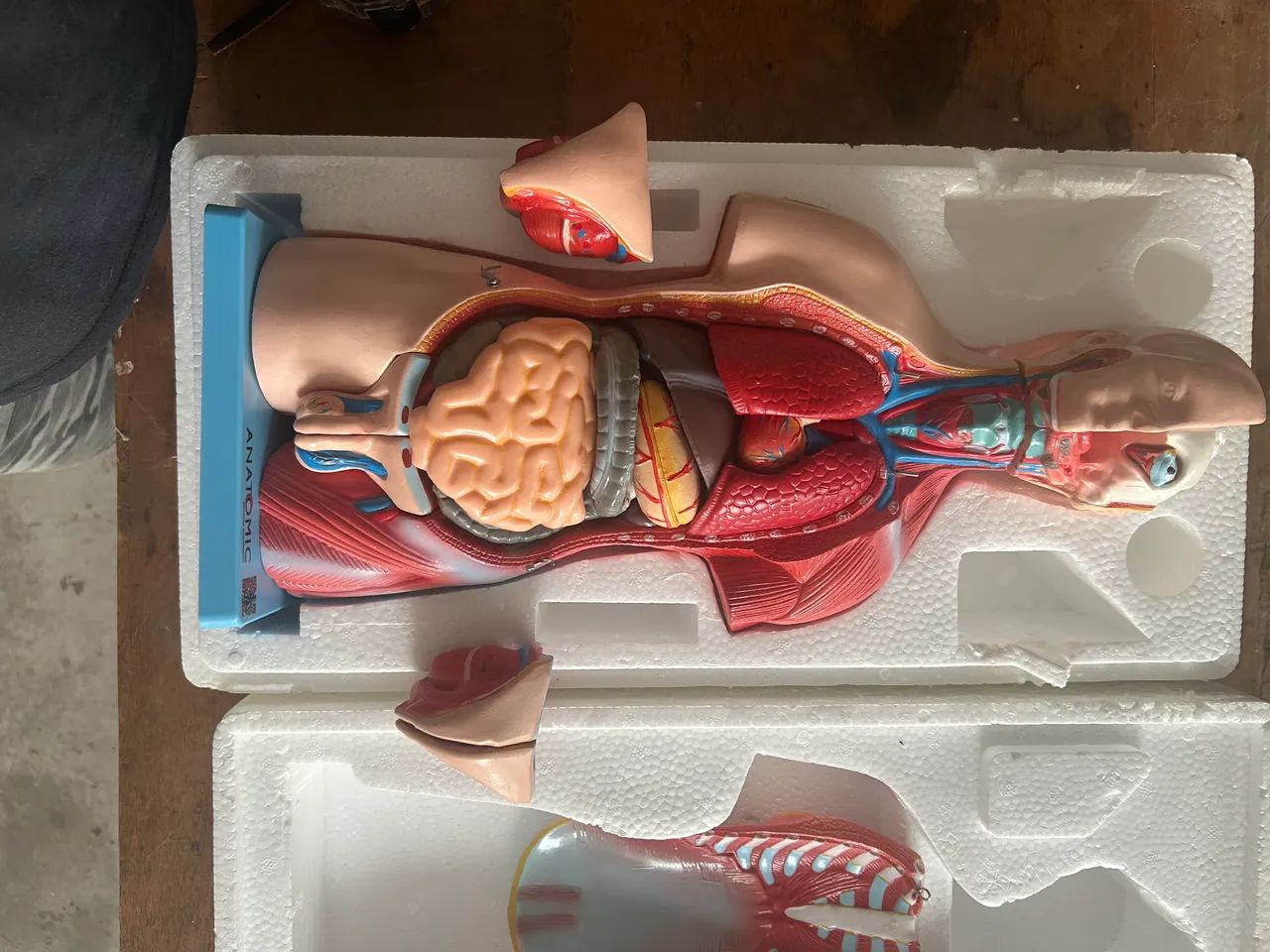 Modelo anatômico 46 cm altura corpo humano . Não entrego, retirar no local . - Foto 3