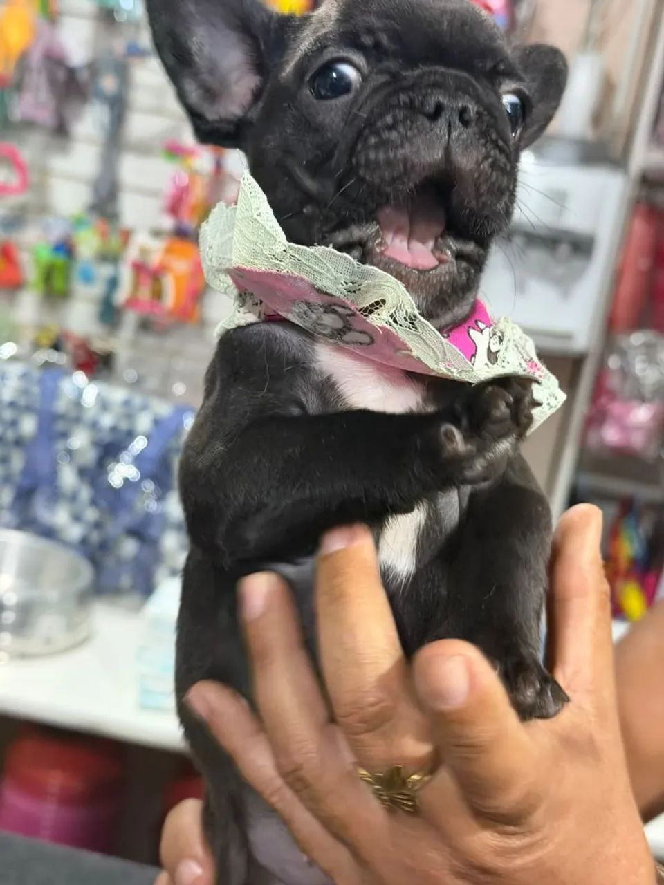 Buldogue francês  - Foto 3