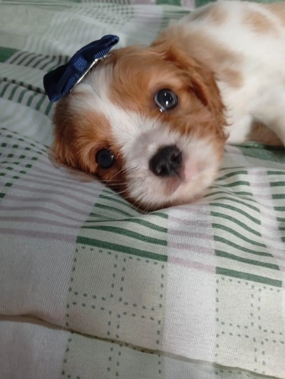 Cavalier macho com 60 dias 