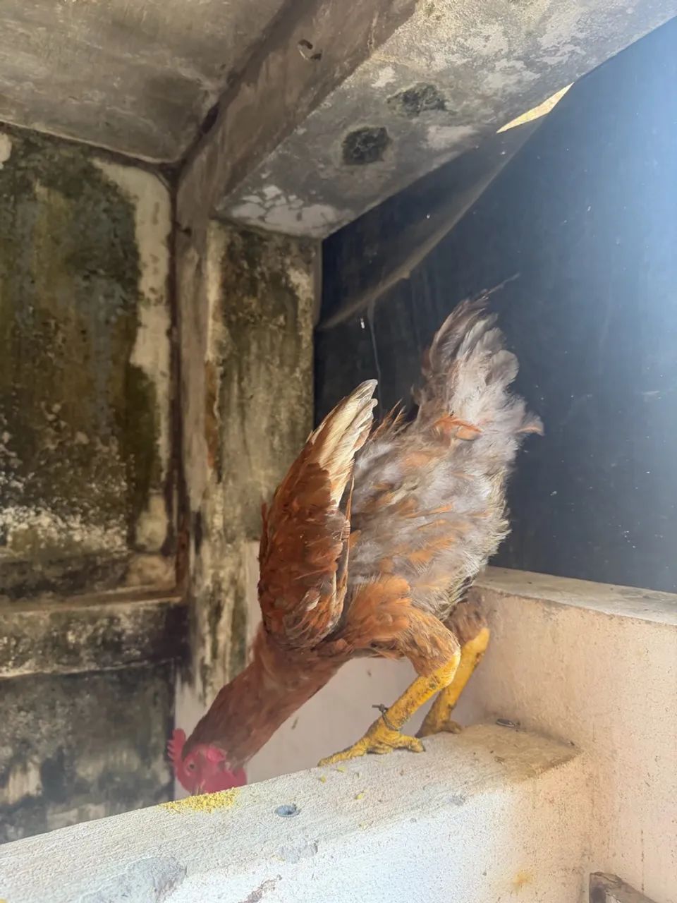 Frango galo - Foto 2