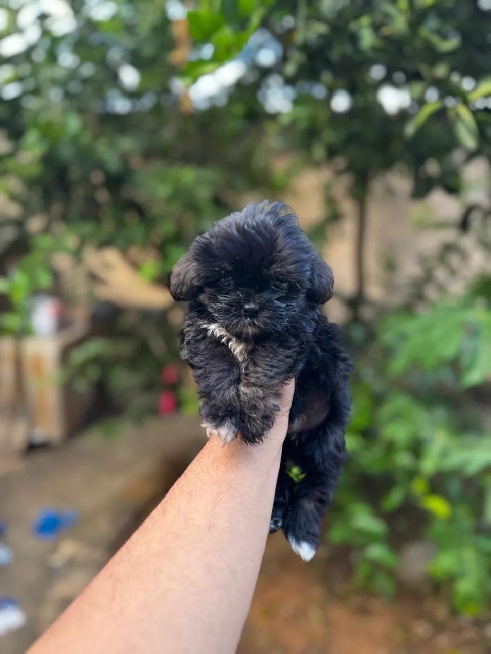 Filhote Shih tzu 