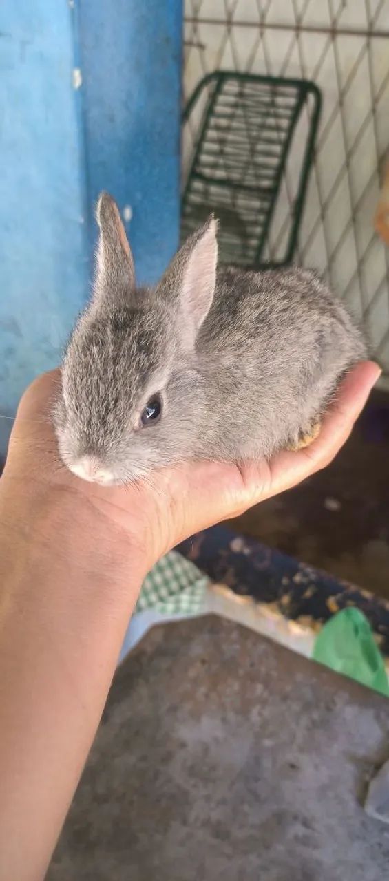 Coelhos a venda  - Foto 3