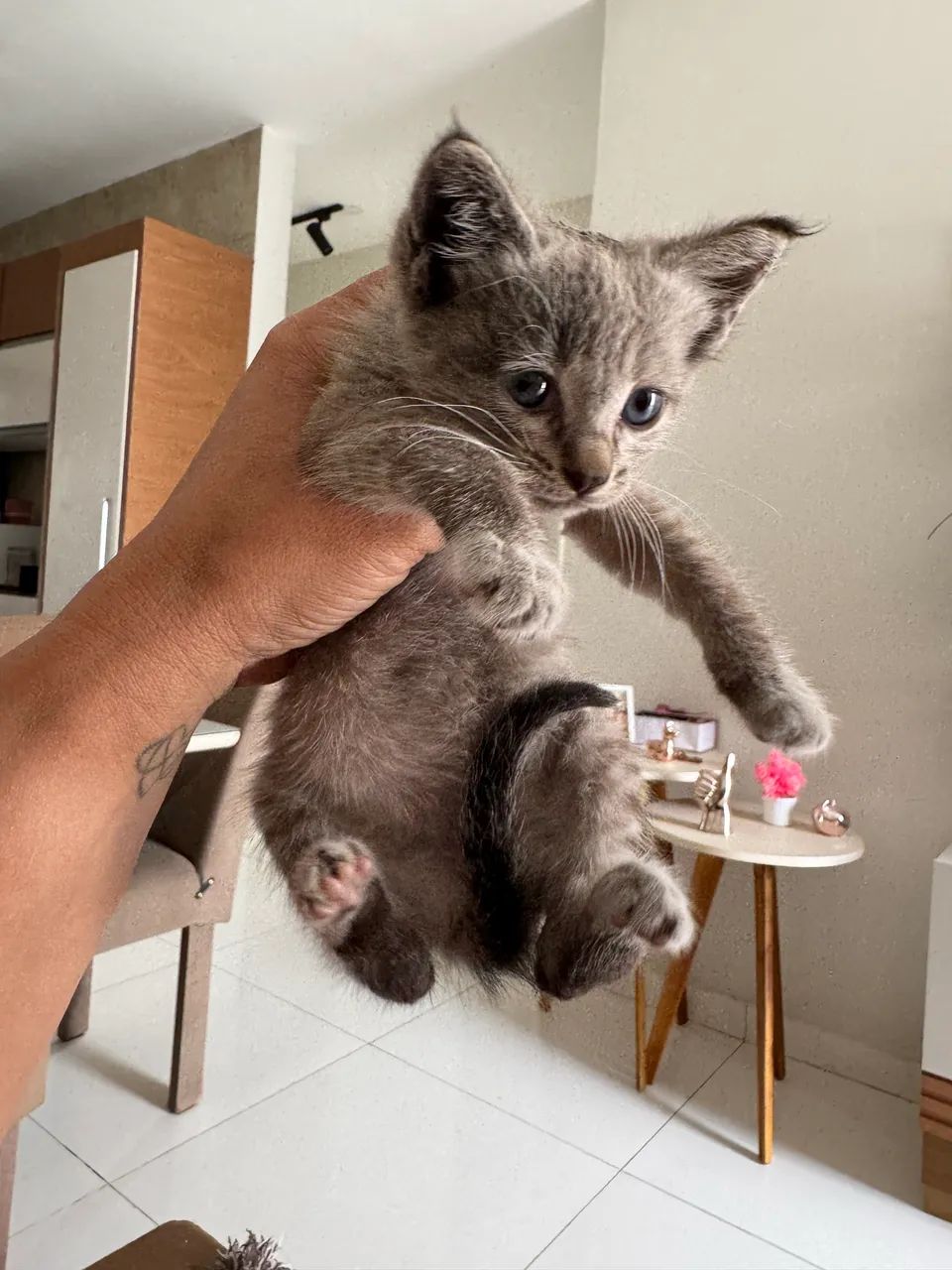 Gatinhos para adoção responsável  - Foto 3