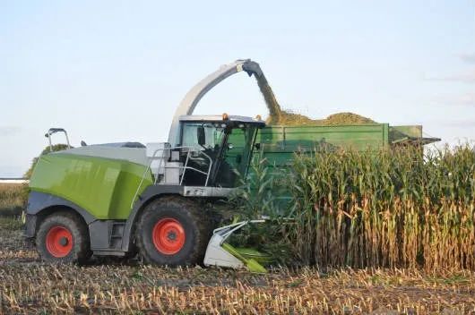 SILAGEMD E MILHO A GRANEL DIRETO DA ROÇA