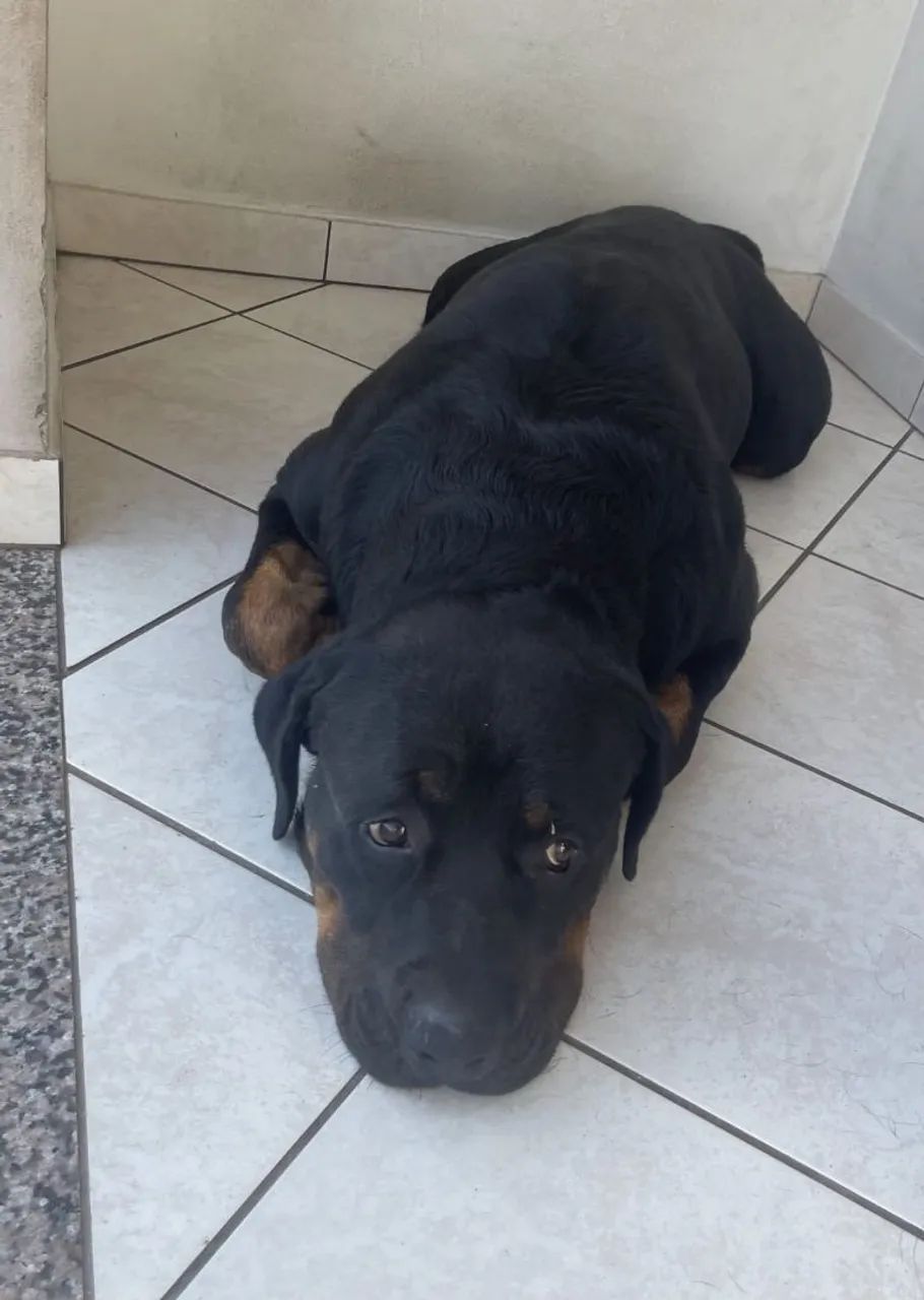 Doa se um cachorro hot valer  - Foto 5