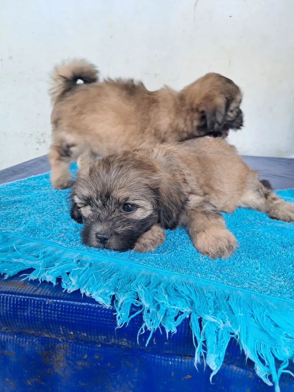 Cachorro - Foto 4