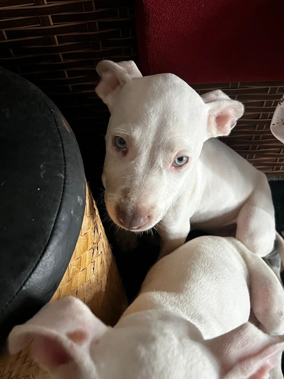 Filhotes de pitbull - Foto 4