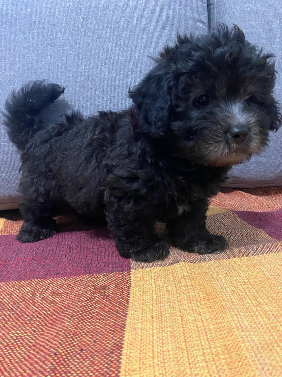 Cachorro 